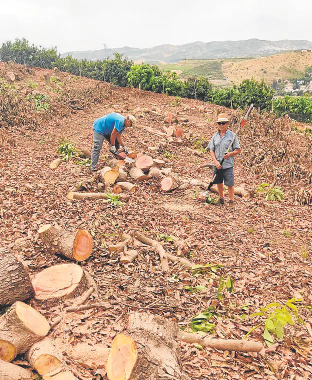 Avocado trees chopped down as Axarquía growers face 'catastrophe'